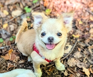 Pomchi Hündin abzugeben