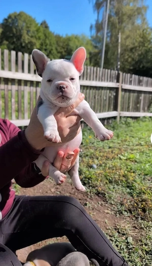 Liebevoll aufgezogene Bulldoggen-Welpen suchen ihr Zuhause Bild 6
