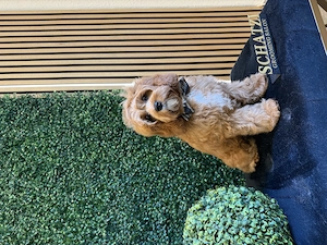 Zwei bezaubernde Cavapoo-Welpen suchen ihre ganz besonderen Menschen