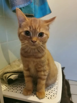 BkH   BlH Kitten