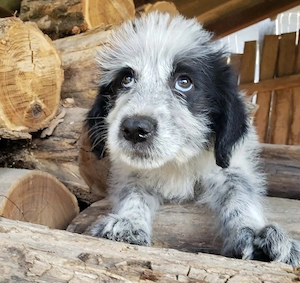 ARYA - zuckersüßes Hundekind (wartet in Rumänien) Bild 4