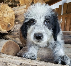 ARYA - zuckersüßes Hundekind (wartet in Rumänien)