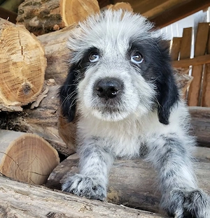 ARYA - zuckersüßes Hundekind (wartet in Rumänien) Bild 2