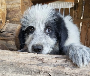 ARYA - zuckersüßes Hundekind (wartet in Rumänien) Bild 3