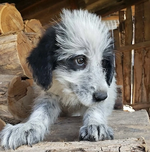 ARYA - zuckersüßes Hundekind (wartet in Rumänien) Bild 5