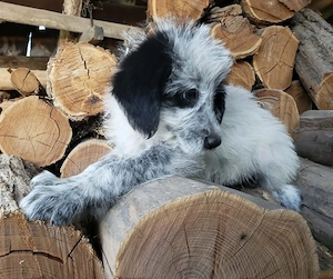 ARYA - zuckersüßes Hundekind (wartet in Rumänien) Bild 6