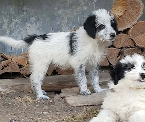 ARYA - zuckersüßes Hundekind (wartet in Rumänien) Bild 8