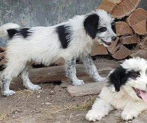 ARYA - zuckersüßes Hundekind (wartet in Rumänien) Bild 7