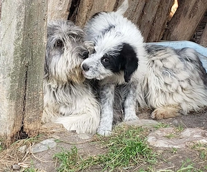 ARYA - zuckersüßes Hundekind (wartet in Rumänien) Bild 9