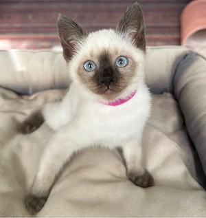 reinrassige Siam Kitten ( Abholbereit )