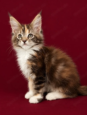 Reinrassige Maine Coon Kitten 