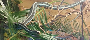 1,0 Thamnophis sirtalis similis aus 03 25
