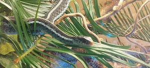 1,0 Thamnophis sirtalis similis, Florida Strumpfbandnatter aus 03 25
