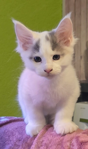 Maine Coon Kitten 