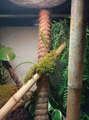 Phelsuma Grandis Jungtier Bild 6