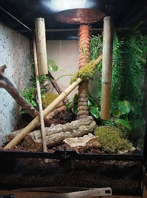 Phelsuma Grandis Jungtier Bild 5