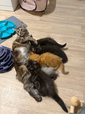 Wunderschöne Maine Coon Kitten 