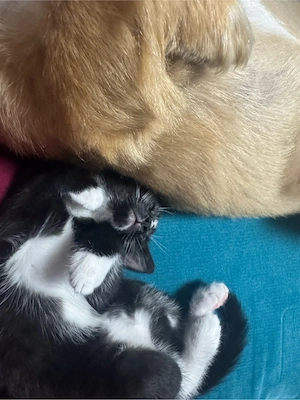 klein kater 