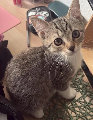 Liebevolles Katzenmädchen sucht ein passendes Zuhause mit Herz