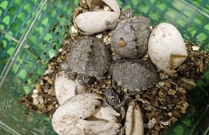 Höckerschildkröte NZ 26