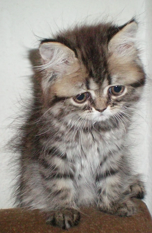  Reinrassige Perserkitten, Perserkätzchen, Perserbaby (weiblich)