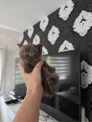 BKH Kitten  chocolate
