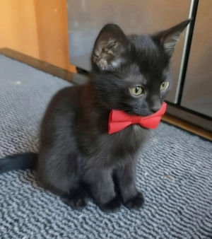 BKH-Mix-Kitten 