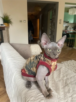 devon rex blaue kater , Staumbaum FIFE  