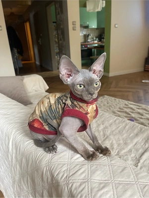 devon rex blaue kater , Staumbaum FIFE  