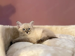 Heilige Birma Ragdoll Kitten, Kater abgabebereit