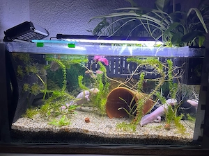 Axolotl wegen Beckenauflösung zu Verkaufen