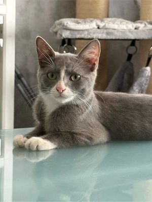 Junge Katzen suchen ihr Traumzuhause