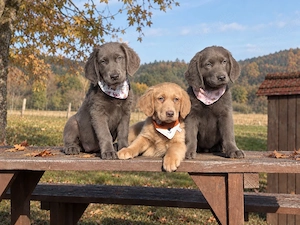 Golden Retriever x Labrador Retriever welpen in langhaar und kurzhaar
