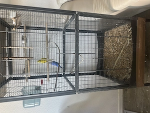 Wellensittiche zu verkaufen