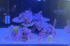    Korallen für Meerwasseraquarium gesucht   