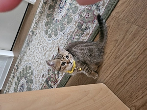 BKH Kater zum Verkaufen.