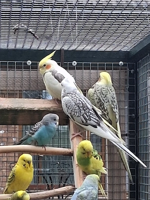 nymphensittiche  Bild 4