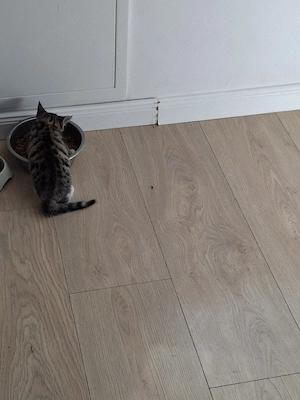 Maine Coon Kitten Mix 