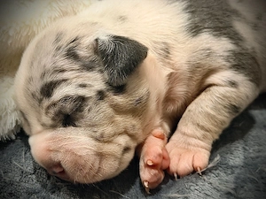 American Bully  