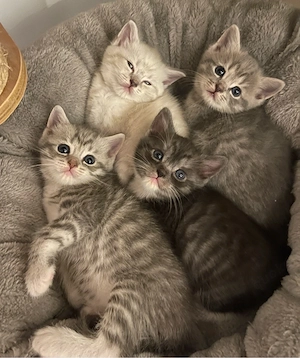 ragdoll bkh kitten 