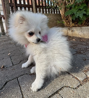 Hübsche Pomeranian Zwergspitz Lady