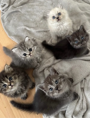 Liebevolle BKH BLH Kitten suchen neues Zuhause 