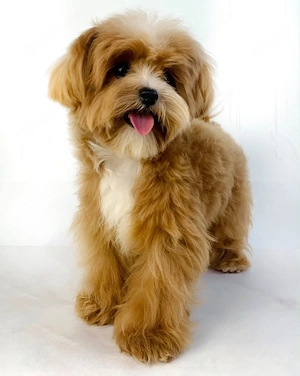  Maltipoo-Welpe 