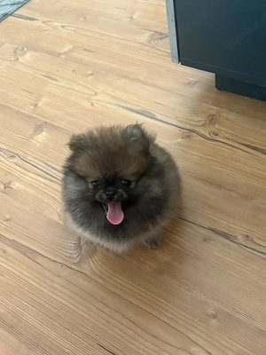 wunderschöne reinrassige pomeranian zwergschpitz welpen suchen ihr Zuhause    