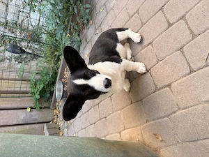 Corgi cardigan welpen 