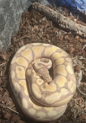 Königspyhton Coral clow het Ghost 0.1