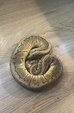 Königspyhton Ponstripe 0.1 