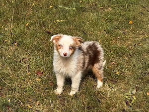 Australien Shepherd Mini Welpen in tollen Farben 