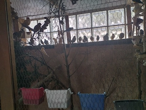 Dringend 50 Vogel wegen Hausverkauf.