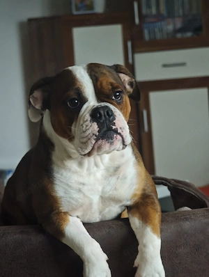 Boxer-Bulldogge mix